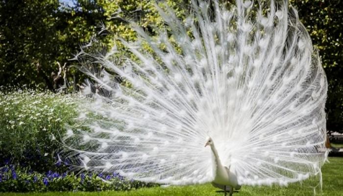 طواويس فندق رايد