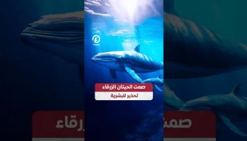 صمت الحيتان الزرقاء.. تحذير للبشرية