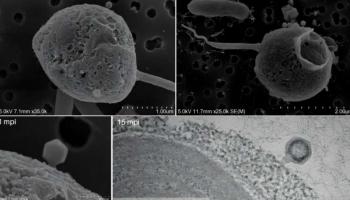 الفيروس "PelV-1" الأطول من نوعه المعروف حتى الآن