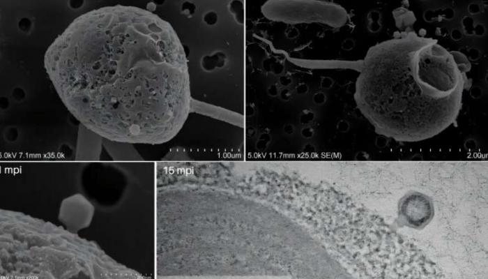 الفيروس "PelV-1" الأطول من نوعه المعروف حتى الآن