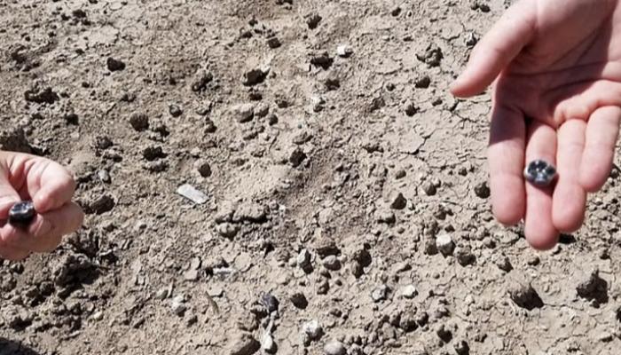أسنان عمرها 2.8 مليون سنة 