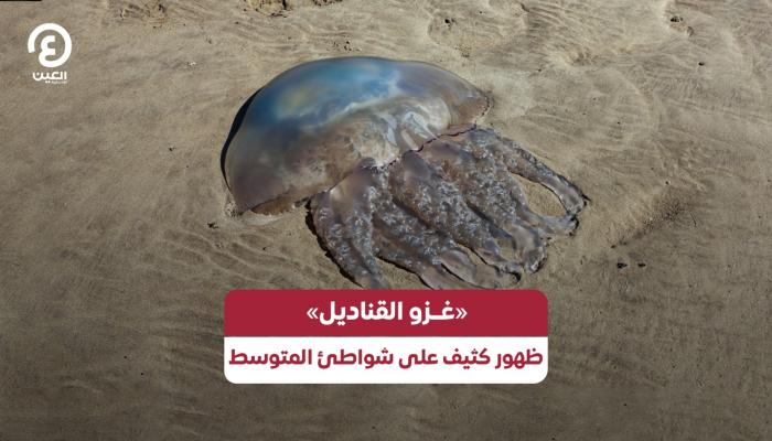 القناديل تغزو البحر المتوسط بكثافة