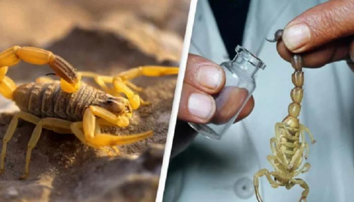 خصائص واعدة لسم أربعة أنواع من العقارب قد تساعد في تطوير أدوية لمكافحة السرطان
