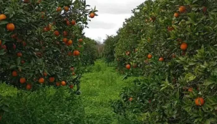 حقل برتقال بنابل التونسية