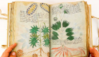 کتابی با زبان ناشناخته: معمای ۵۰۰ ساله نسخه خطی وینیچ حل می‌شود؟