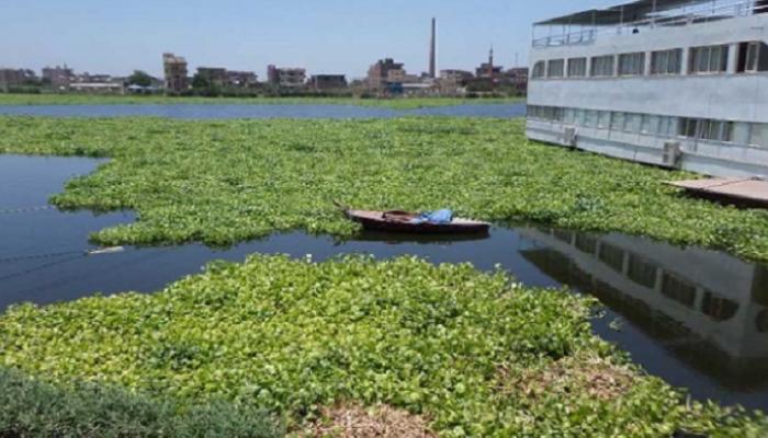 ابتكار فلتر تنقية الهواء يحول ورد النيل إلى فرصة