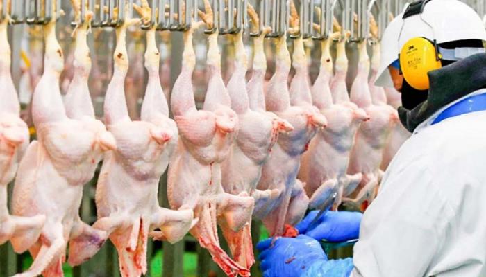 أوروبا ترفع الحظر عن الدواجن البرازيلية 