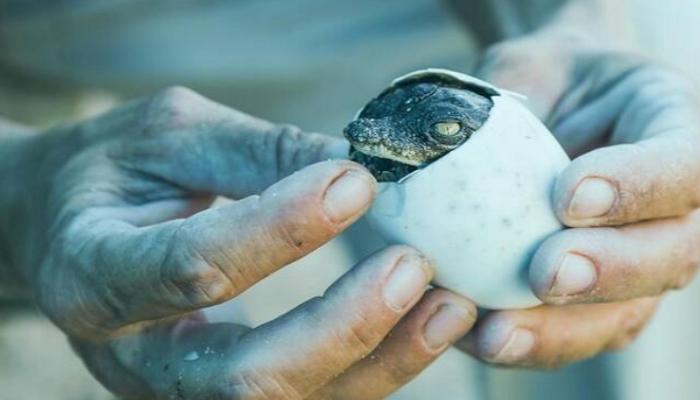 ولادة ثمانية صغار سحالي من أنثى لم يسبق لها أن التقت بذكر.