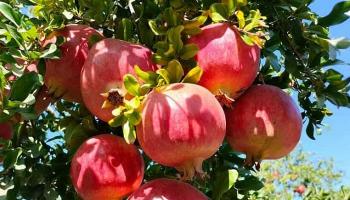 ضيعة رمان في تستور التونسية