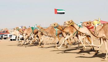 سباقات الهجن 