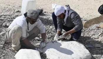 اكتشاف أقدم سلحفاة في مصر