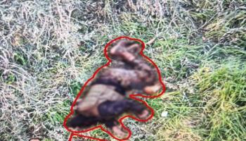 صورة نشرها الجيش الإسرائيلي لأحد عناصر حزب الله كان يحاول تنفيذ هجوم