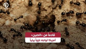 نملة الإبرة الآسيوية
