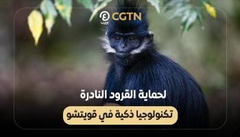 قرود “فرانسوا”