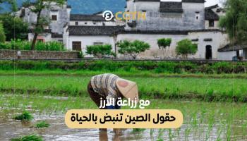 حقول الصين تنبض بالحياة مع زراعة الأرز 