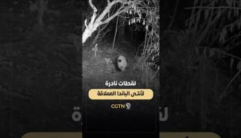 لقطات نادرة لأنثى الباندا العملاقة 