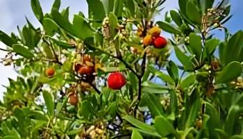 موسم حصاد فاكهة اليانغمي في الصين