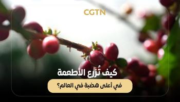 قهوة وعنب فوق السحاب في الصين 