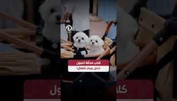 كلاب مدللة تتجول داخل عربات أطفال