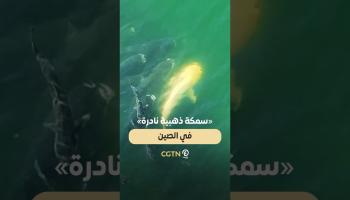 سمكة ذهبية نادرة تظهر في الصين