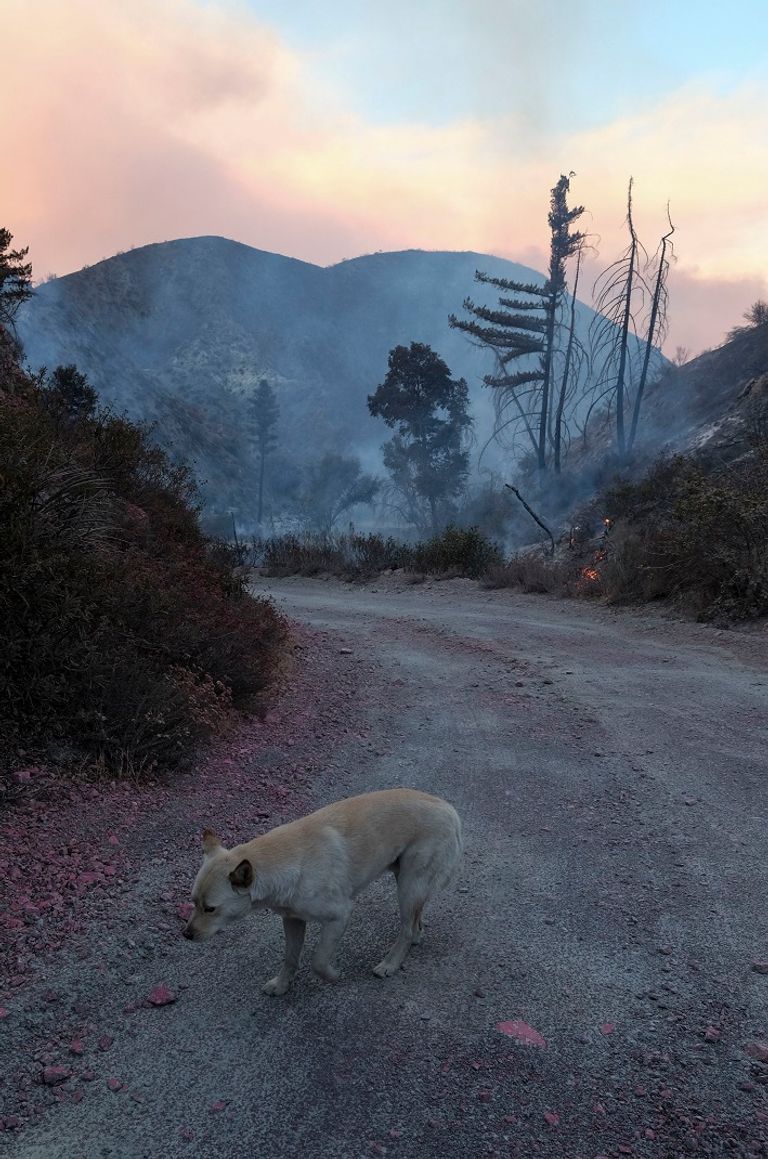 سحابة من الدخان الناجم عن حريق غابات كاليفورنيا