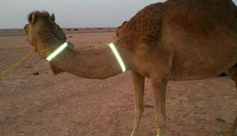 الأسورة المضيئة على رقاب الإبل