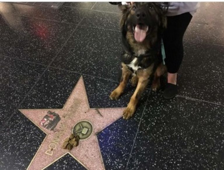 دونالد ترامب