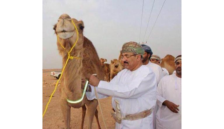 الأسورة المضيئة على رقاب الإبل