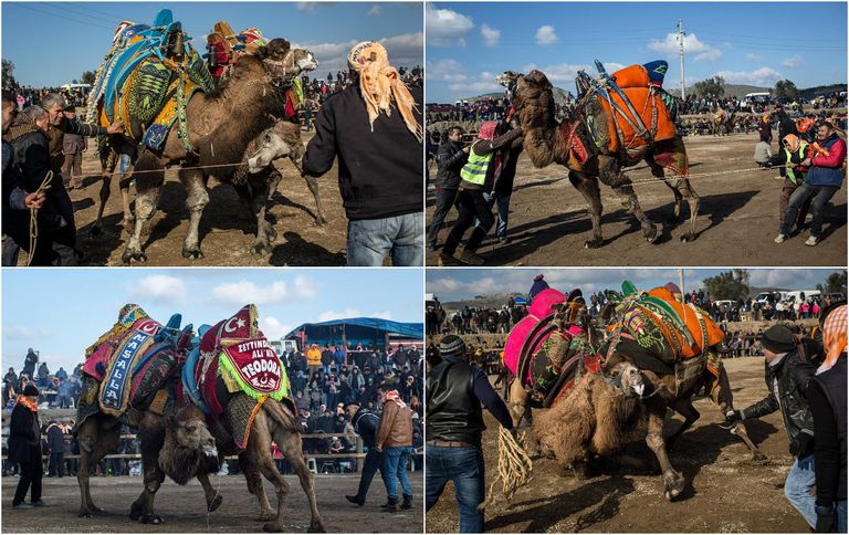 يتم الفصل بين الجملين حال اشتدّ القتال وأصبح دمويًا