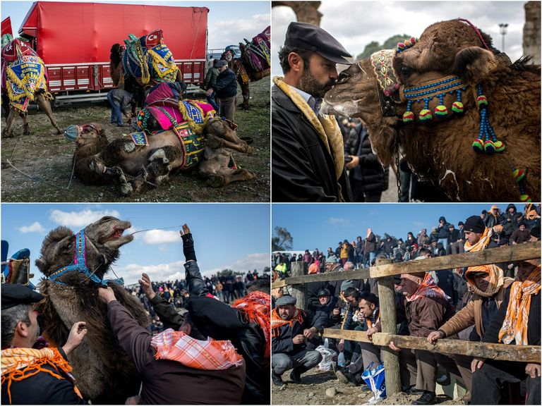 يتم الفصل بين الجملين حال اشتدّ القتال وأصبح دمويًا