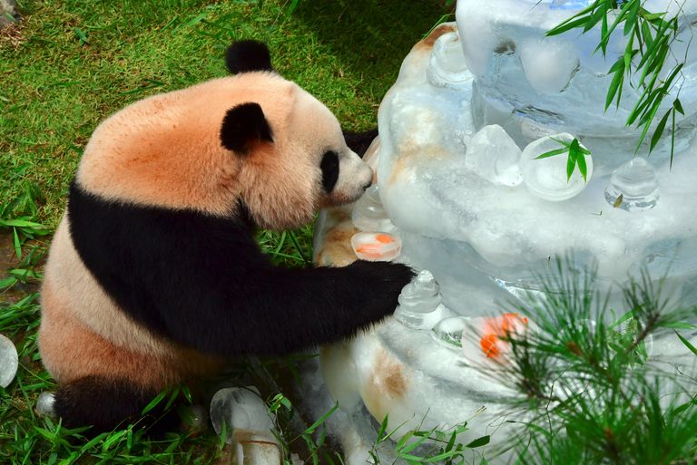 آي باو يلعب بالكعكة الجليدية