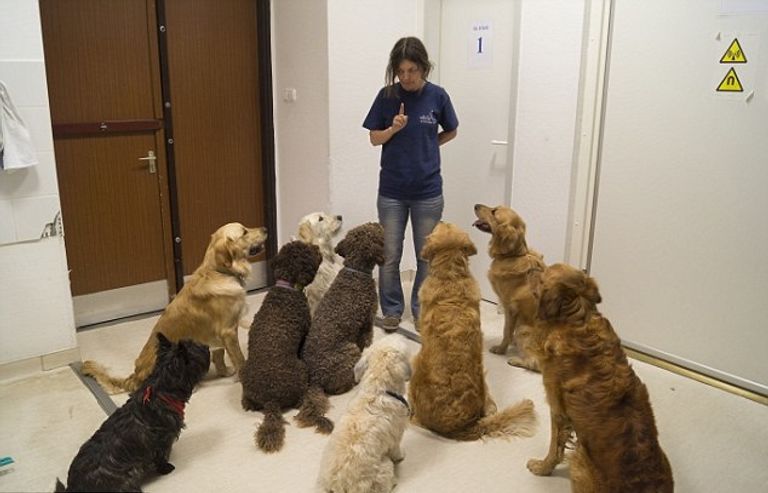 الكلاب المستخدمة في الدراسة