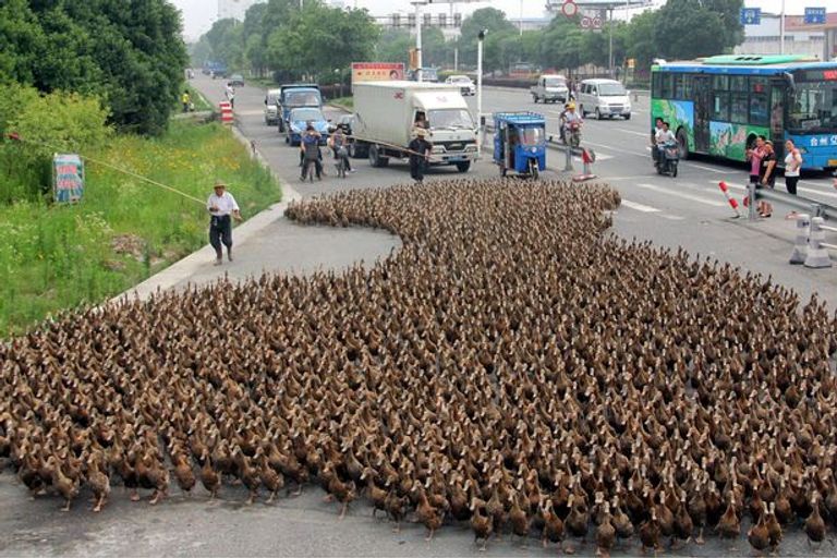 الحيوانات نافست البشر على طرقهم وتسبب في أزمات مرورية 