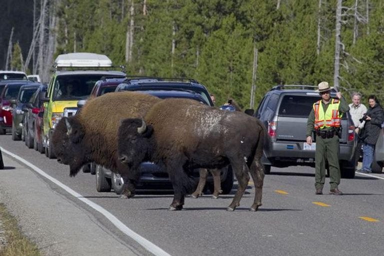 الحيوانات نافست البشر على طرقهم وتسبب في أزمات مرورية 