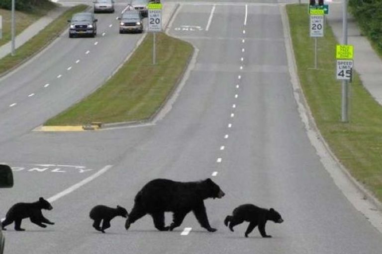 الحيوانات نافست البشر على طرقهم وتسبب في أزمات مرورية 