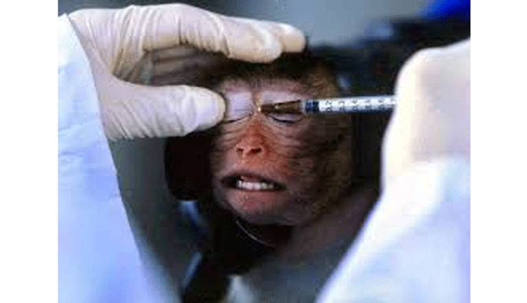 إجراء التجارب على الحيوانات ربما سيصبح من الماضي