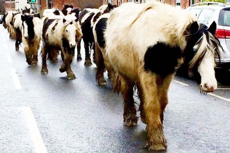 الحيوانات نافست البشر على طرقهم وتسبب في أزمات مرورية 