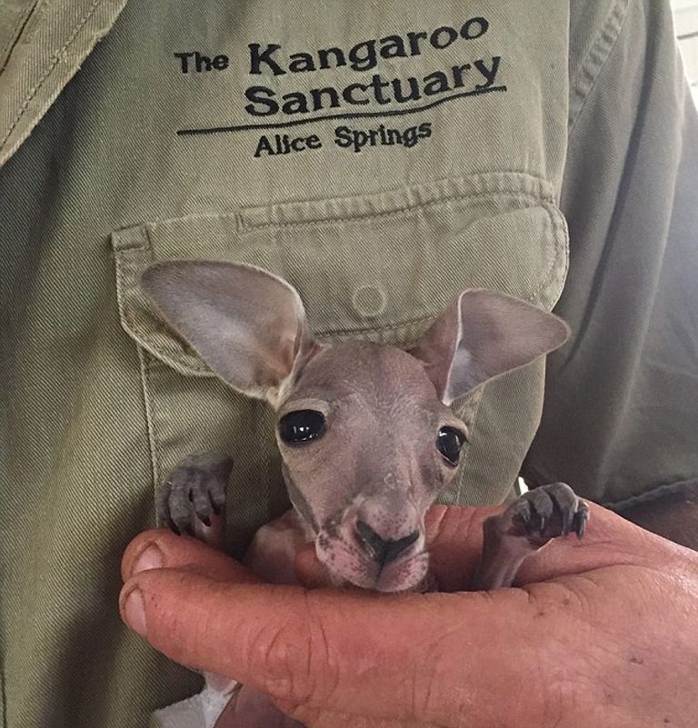 الكنغر في أستراليا