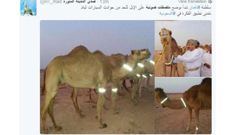 الأسورة المضيئة على رقاب الإبل