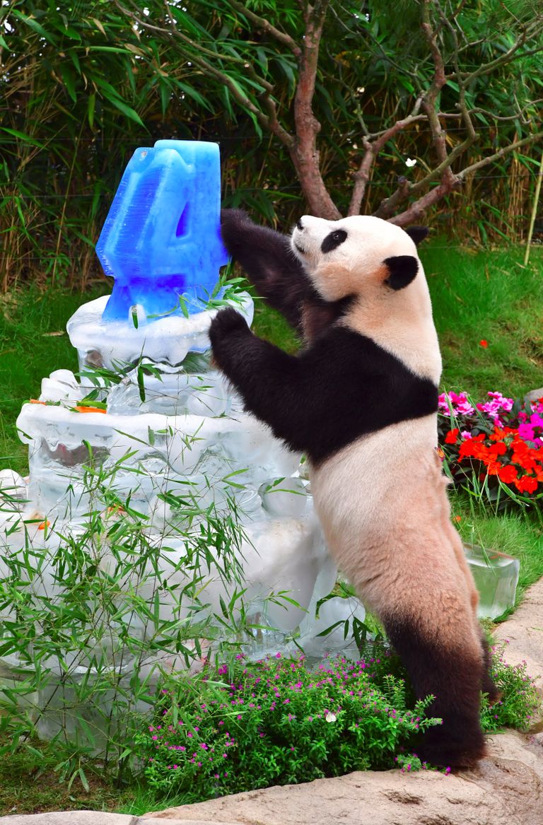 لي باو يلهو بكعكته الجليدية