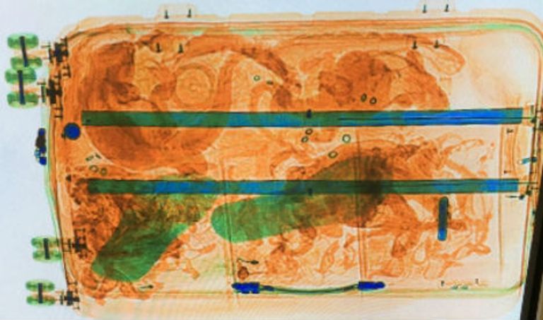 إحدى السحالي التي أنقذتها السلطة الهولندية
