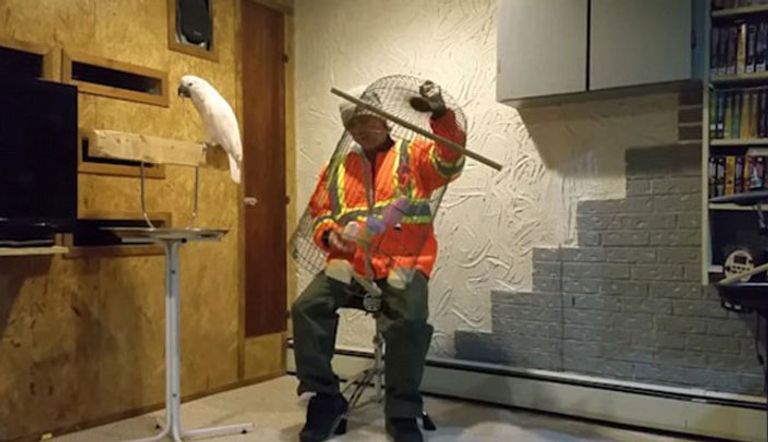 الببغاء بدأ الترنح وشتم صاحبه