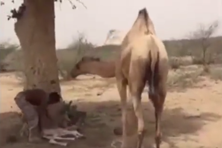 فيديو .. جنود سعوديون ينقذون ناقة قتلت قذائف الحوثيين صغيرها - صورة 1