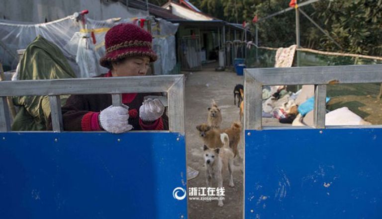 الطبيبة تنفق نحو ألف دولار شهريا على الحيوانات 