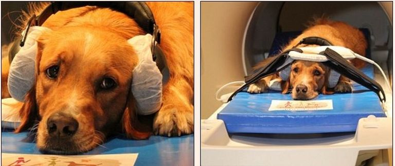 الكلاب المستخدمة في الدراسة