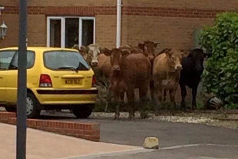 الحيوانات نافست البشر على طرقهم وتسبب في أزمات مرورية 