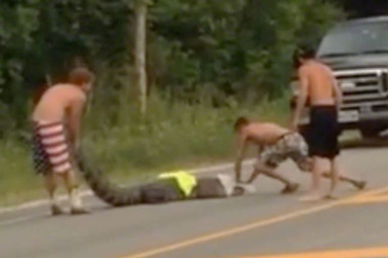 الحيوانات نافست البشر على طرقهم وتسبب في أزمات مرورية 