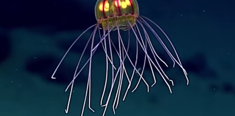 جزء من قنديل البحر المشع