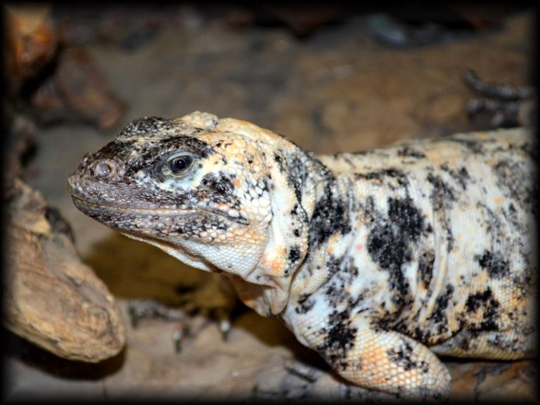 إحدى السحالي التي أنقذتها السلطة الهولندية