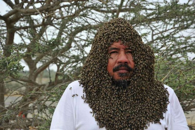 مربي النحل زهير الفطني